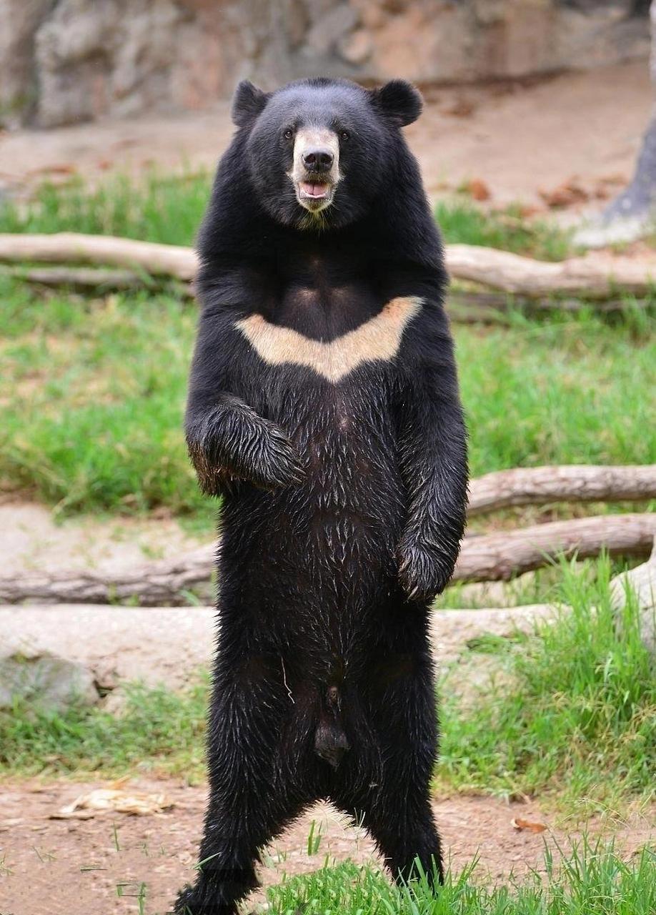 雌性体长110-150厘米,雄性体长120-189厘米;尾长