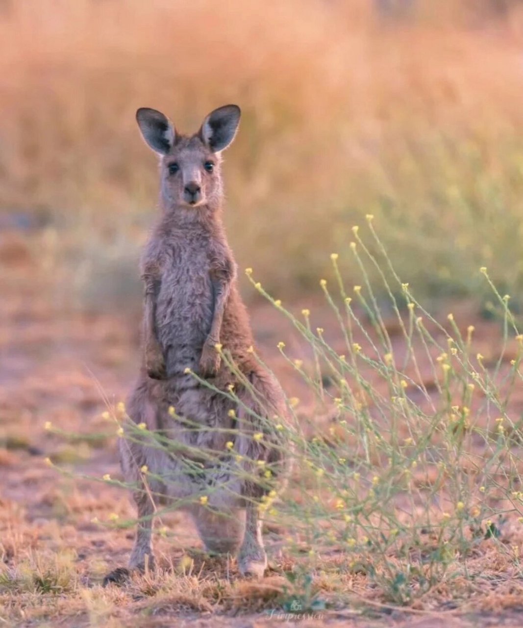 袋鼠06 中文名: 袋鼠 界: 动物界 门: 脊索动物门 亚门: 脊椎动物
