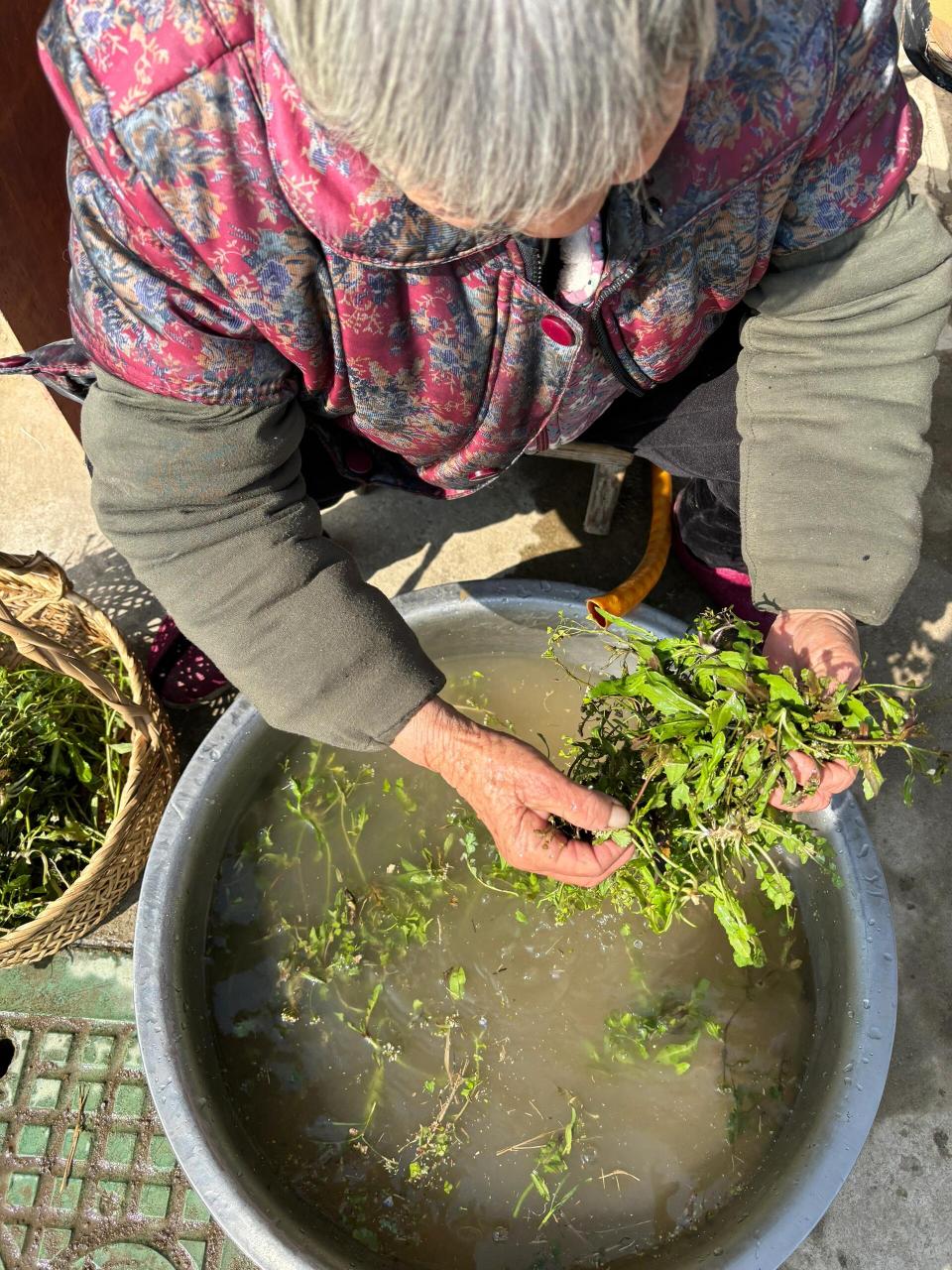 陈允斌荠菜煮水图片