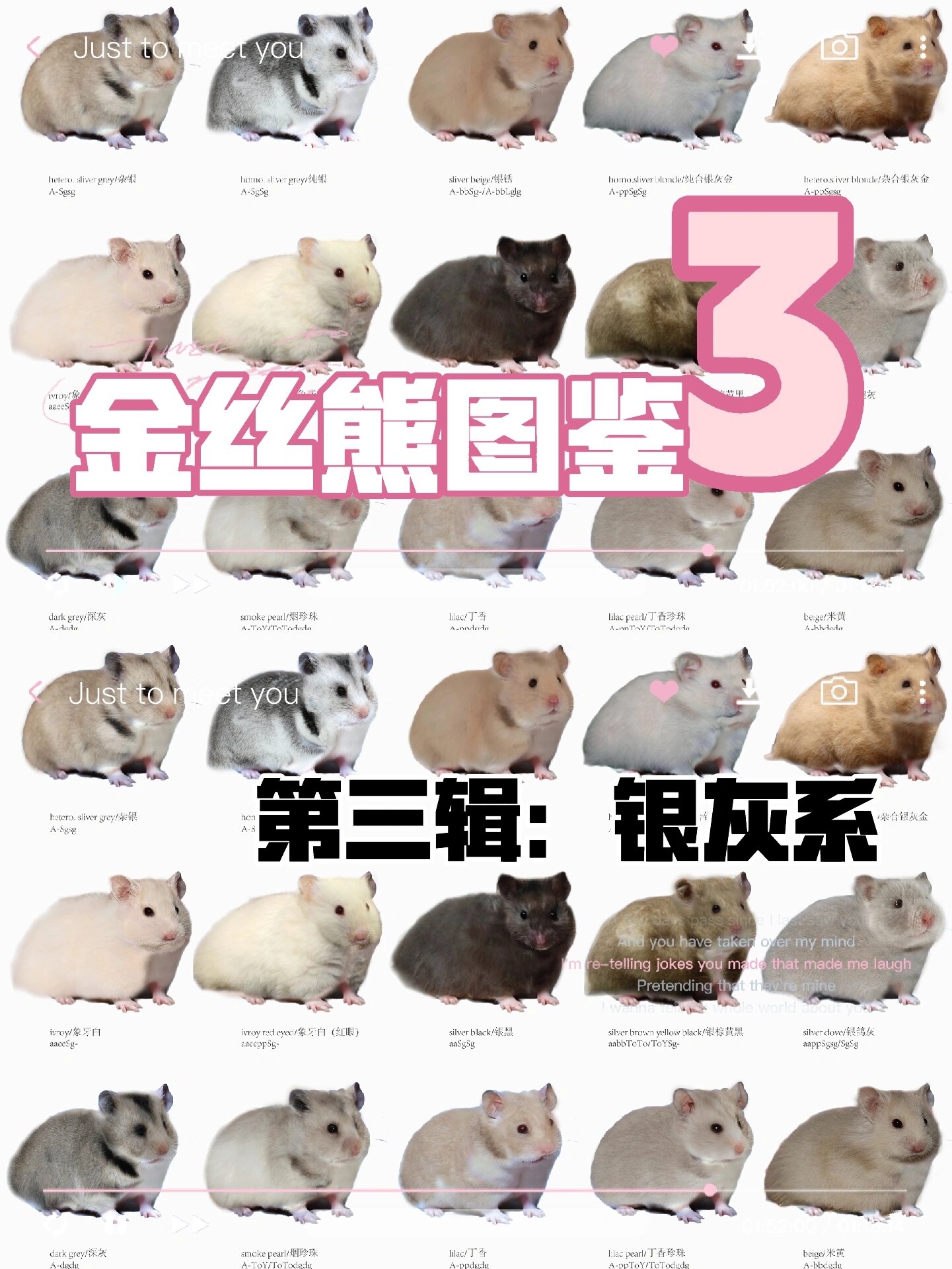 金丝熊花色图鉴|第三辑:银灰系