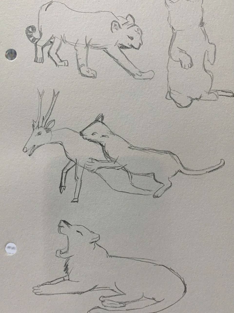 老虎速写 | 虎年画虎 | 简笔画手绘(附过程             临