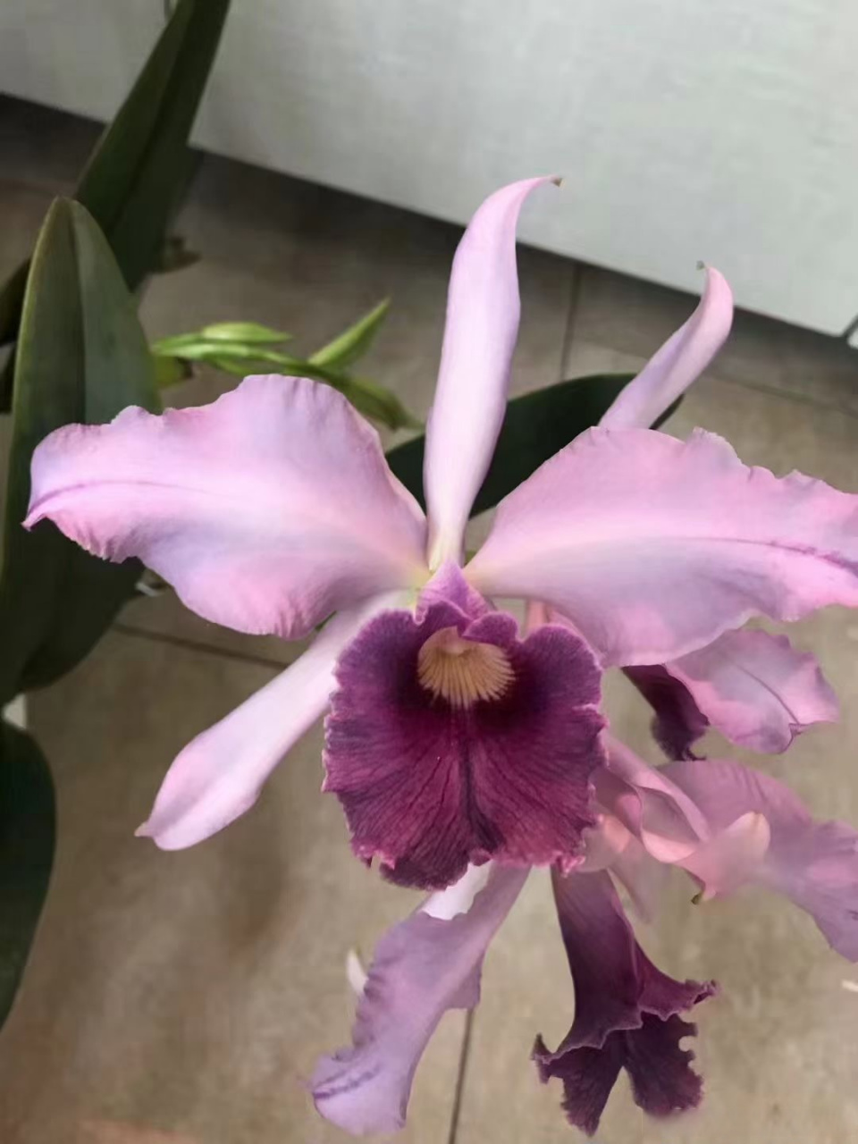 洋兰之王——卡特兰属(cattleya)[心]#出道吧新星# 何为洋兰[疑问]