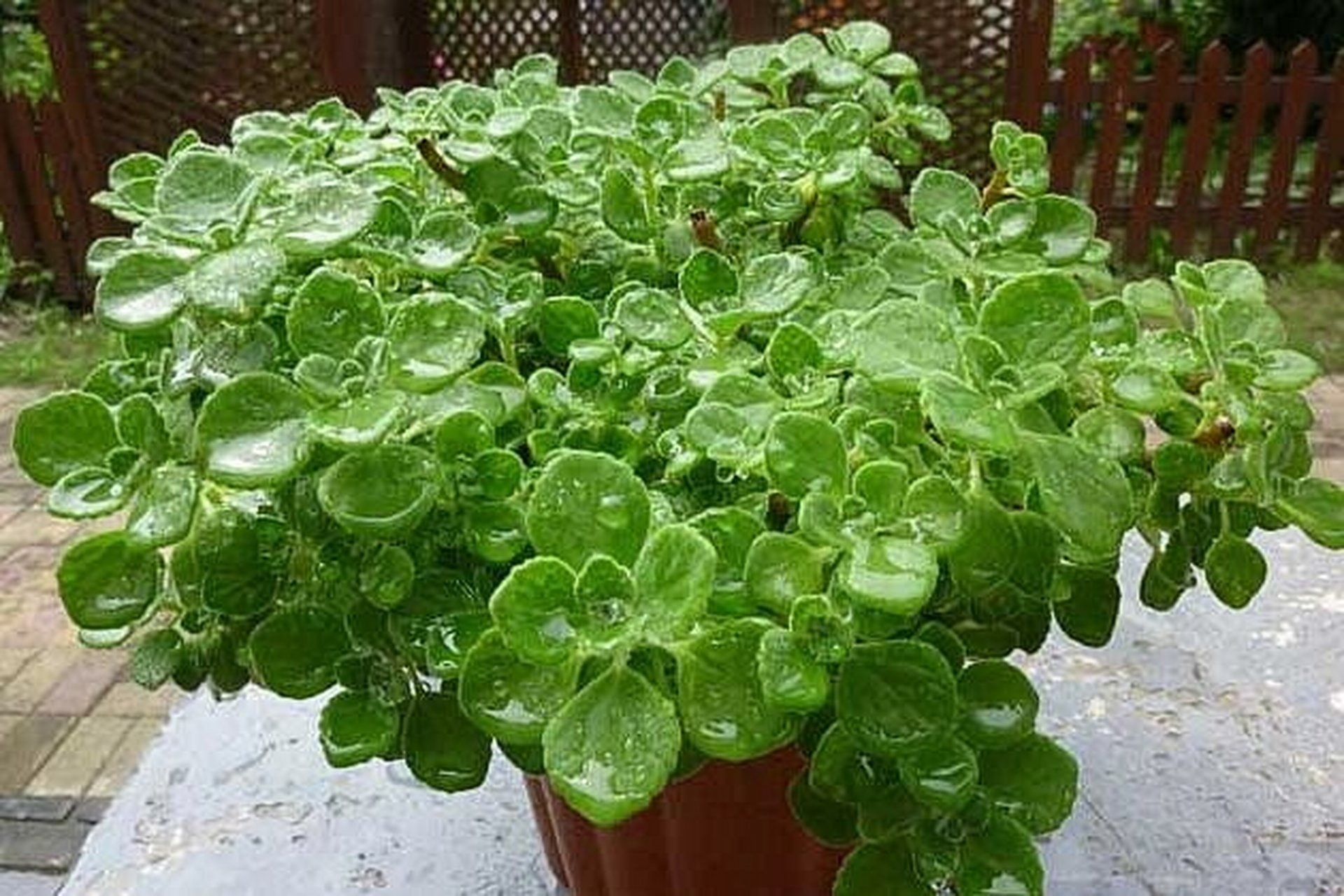 多肉植物图鉴——碰碰香 96碰碰香 唇形科马刺花属多肉植物,碰碰香