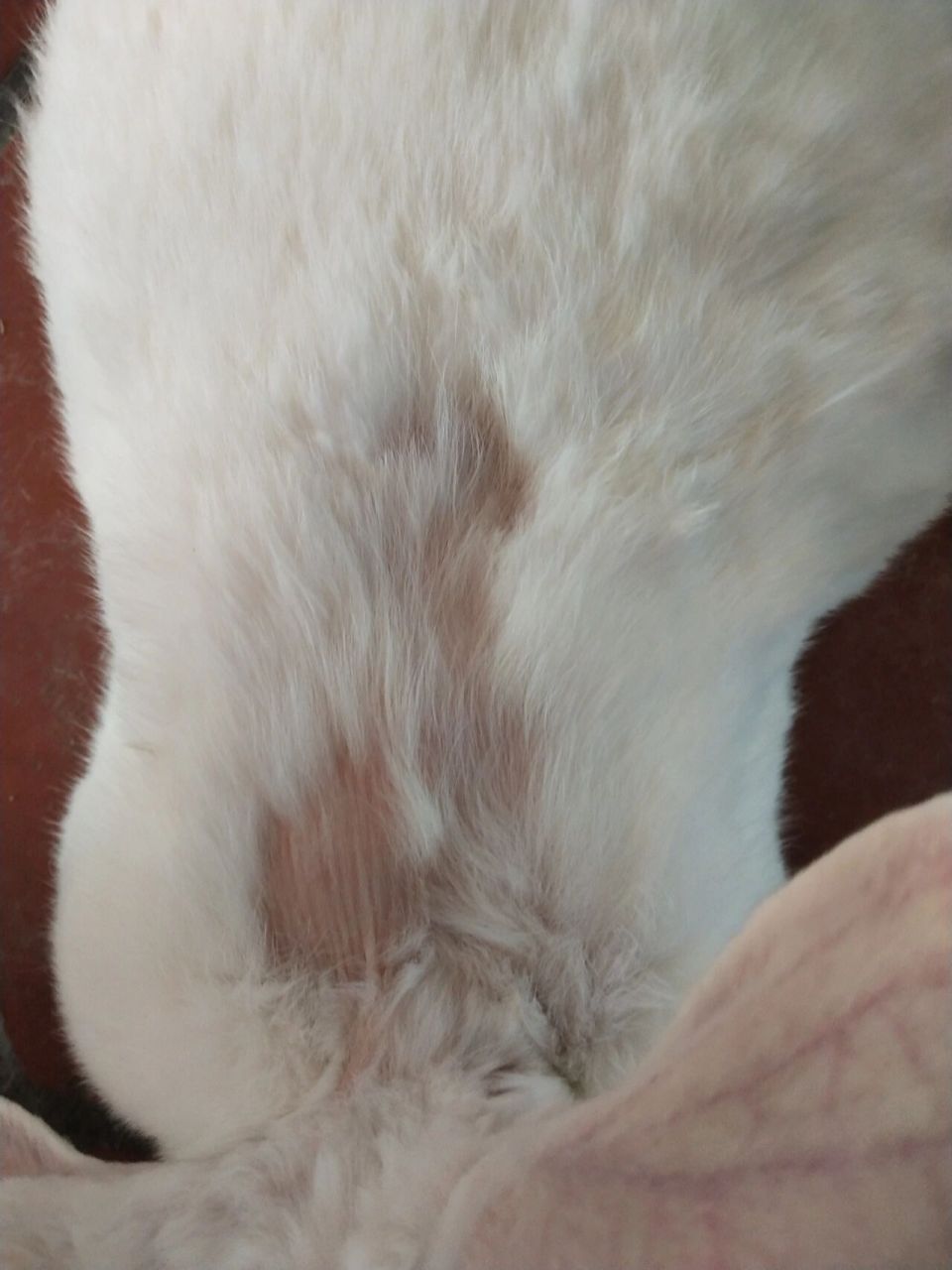 求助!兔子突然这样掉毛是怎么回事?