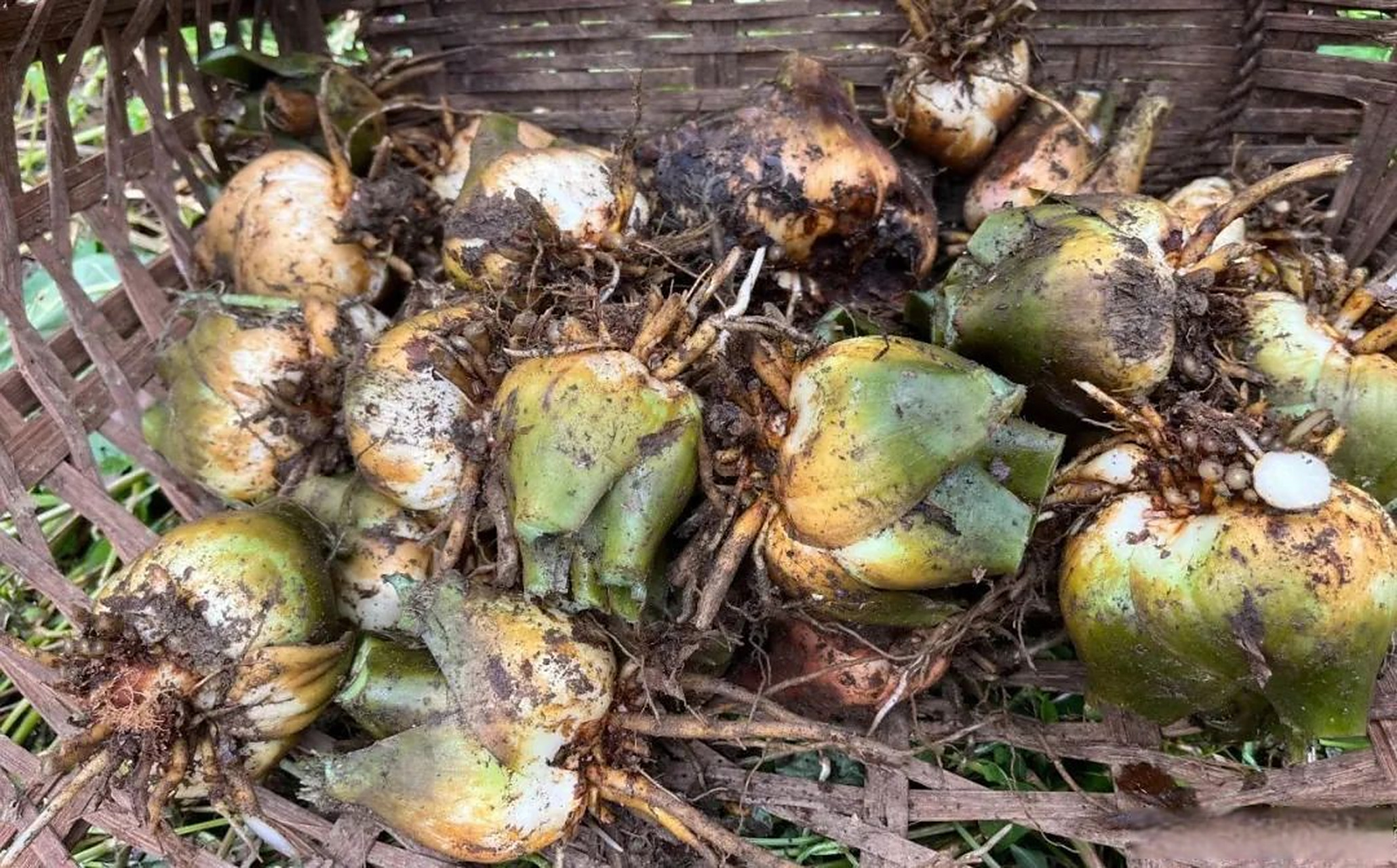 每年深秋,当地人都会将心叶百合的鳞茎采回家中制成心叶百合粉.