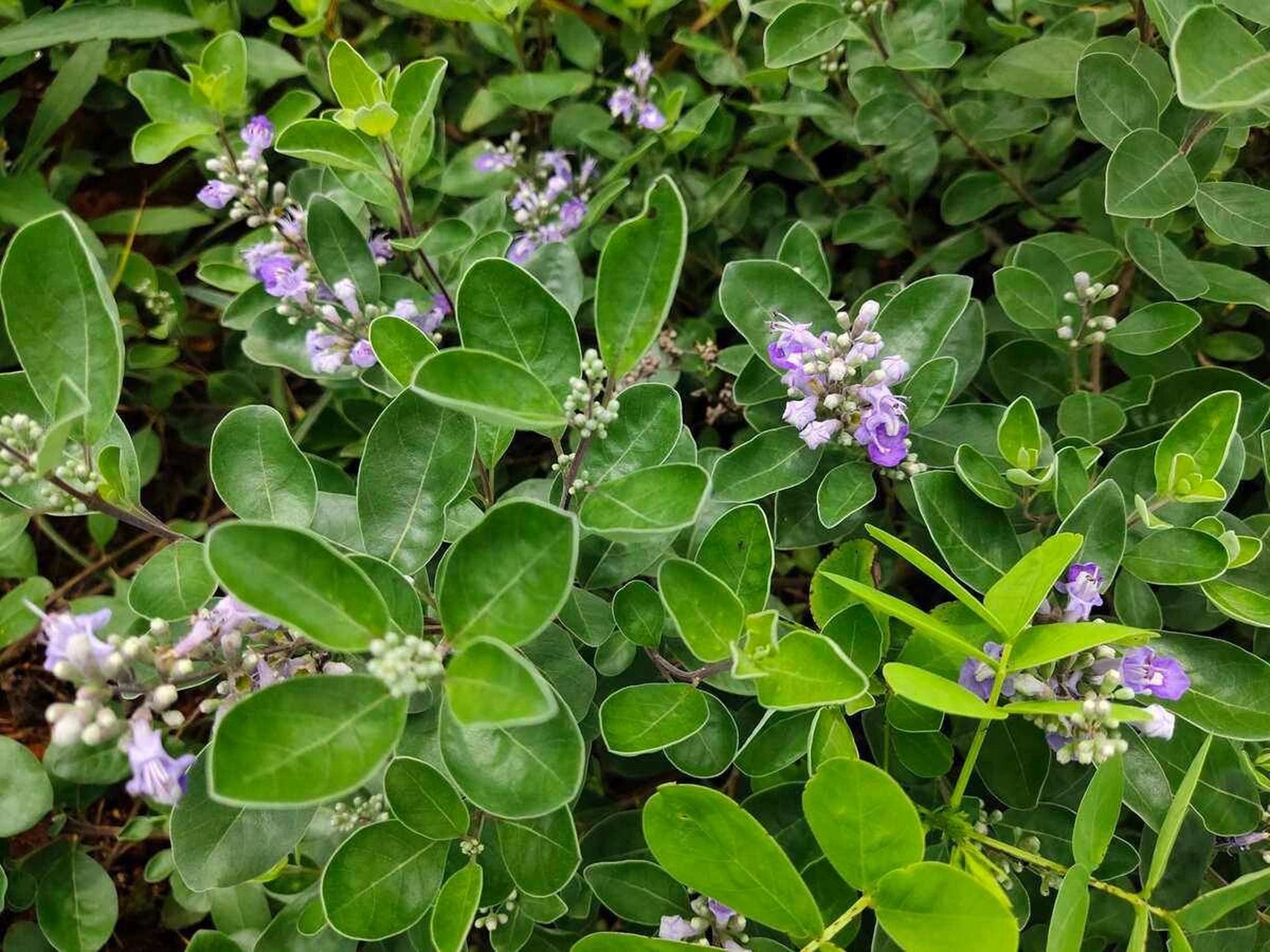 238蔓荆子 南方常见植物300种#植物