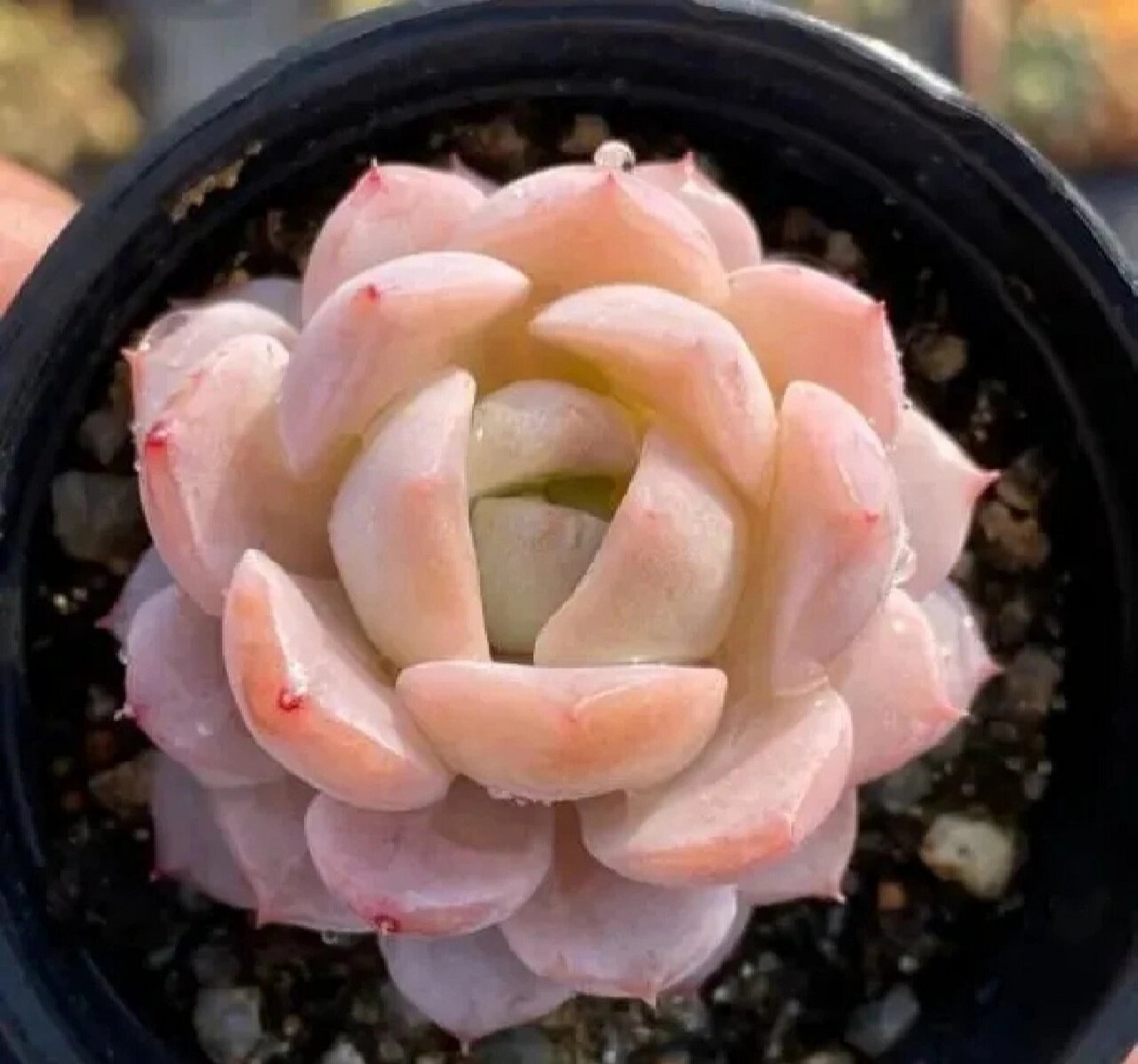 光听名字就知道恩宠是一种非常可爱的多肉,这种多肉是一种杂交品种的