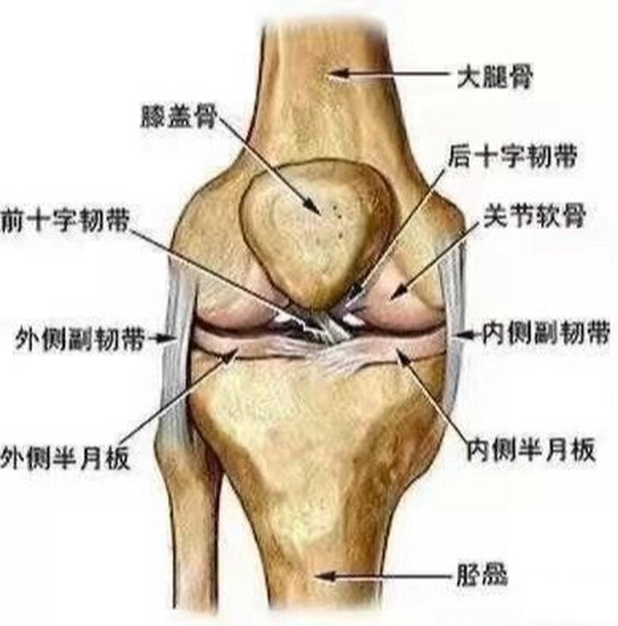 半月板疼痛位置图片图片