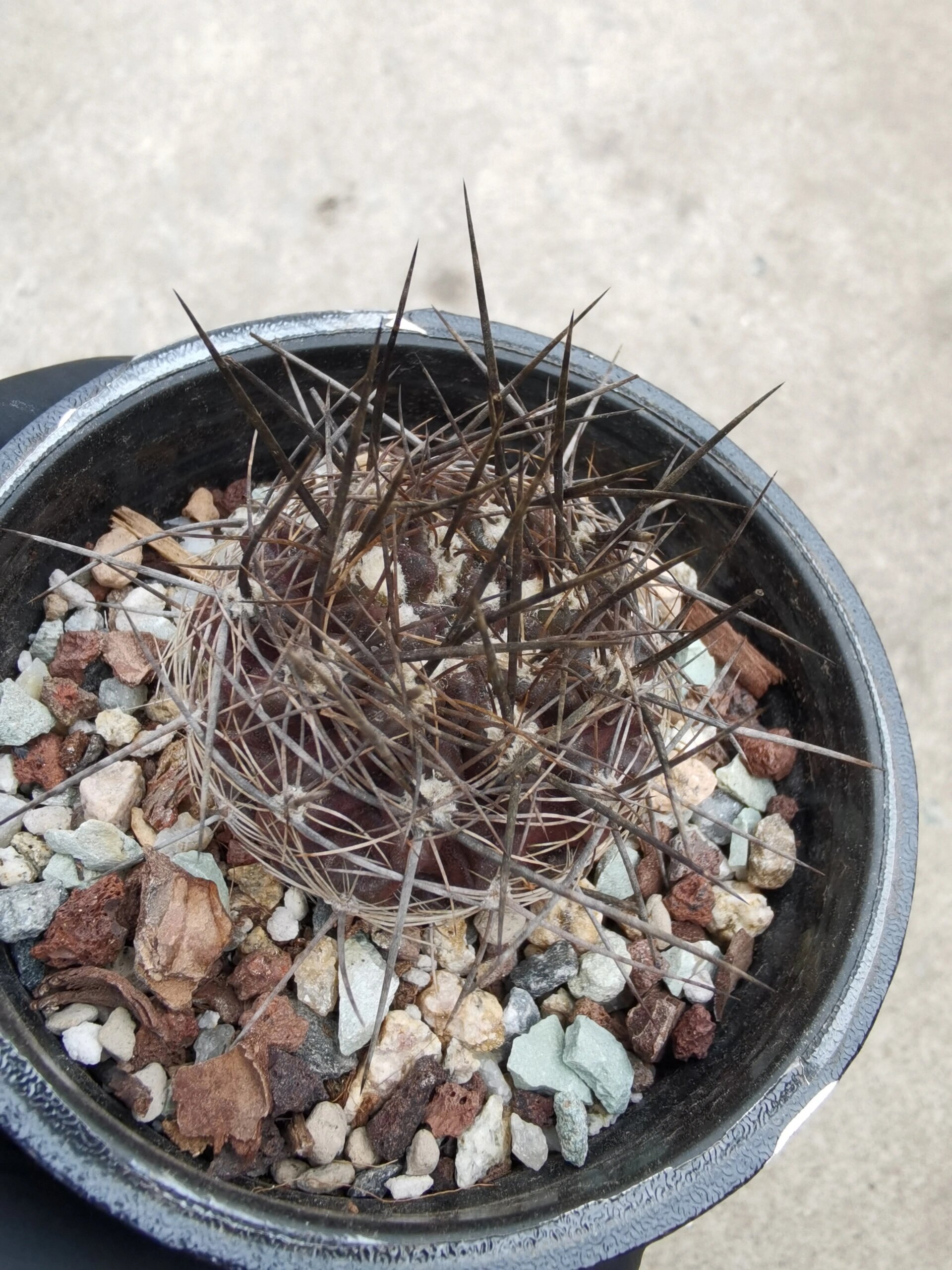 【仙人球】智利球/稀有种 neochienia. pilispina v. pygmaea fk45