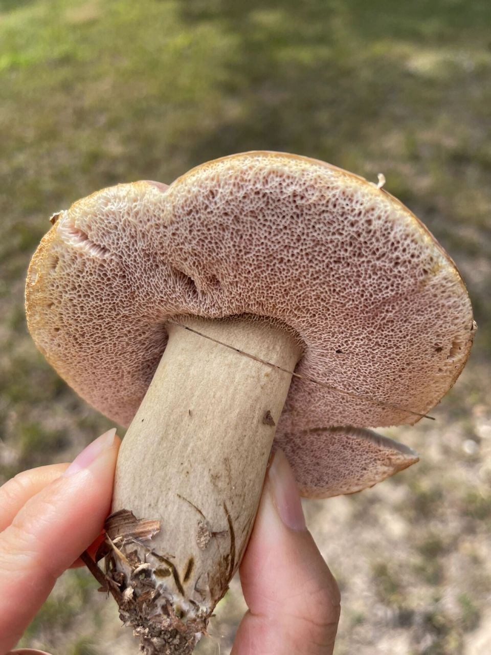 这个颜色的苦粉孢牛肝菌没有棕色和紫色的苦味粉孢牛肝菌生尝起来苦耶