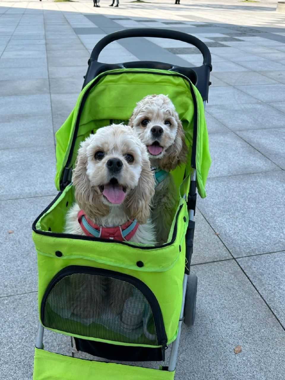 迪士尼小狗x2 终于见到正义小狗 ,姐妹两个长得也太像了像的亲妈都