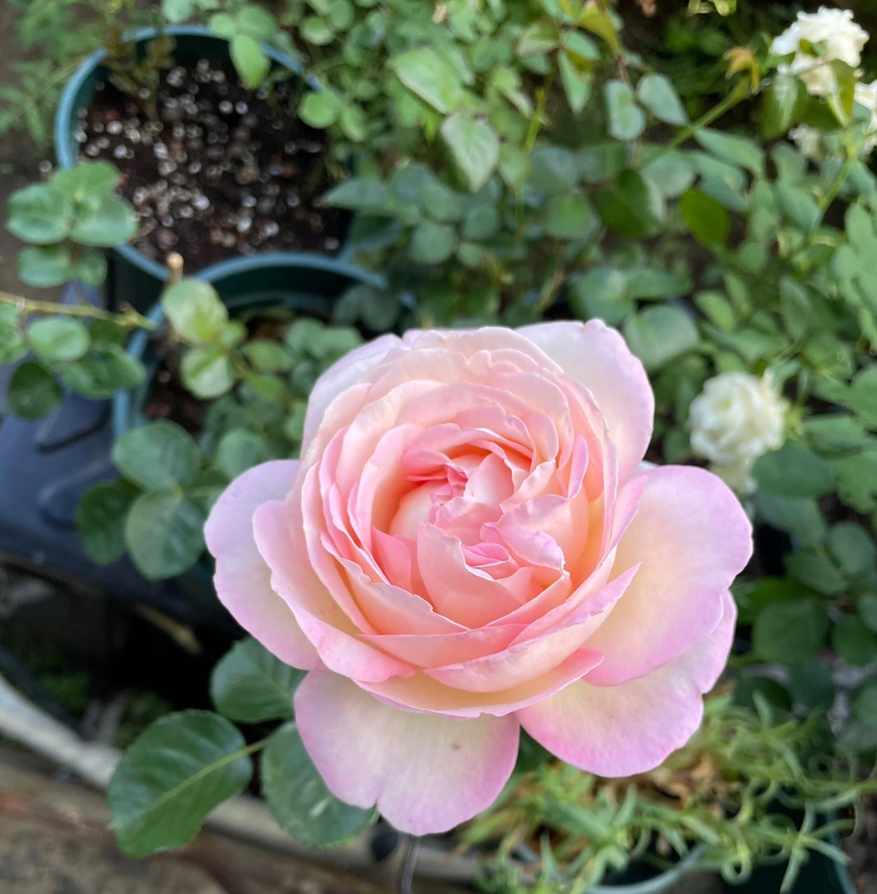 月季 樱花公主 公主真的超大一朵,大包子形状,枝干粗壮直立性确实很好