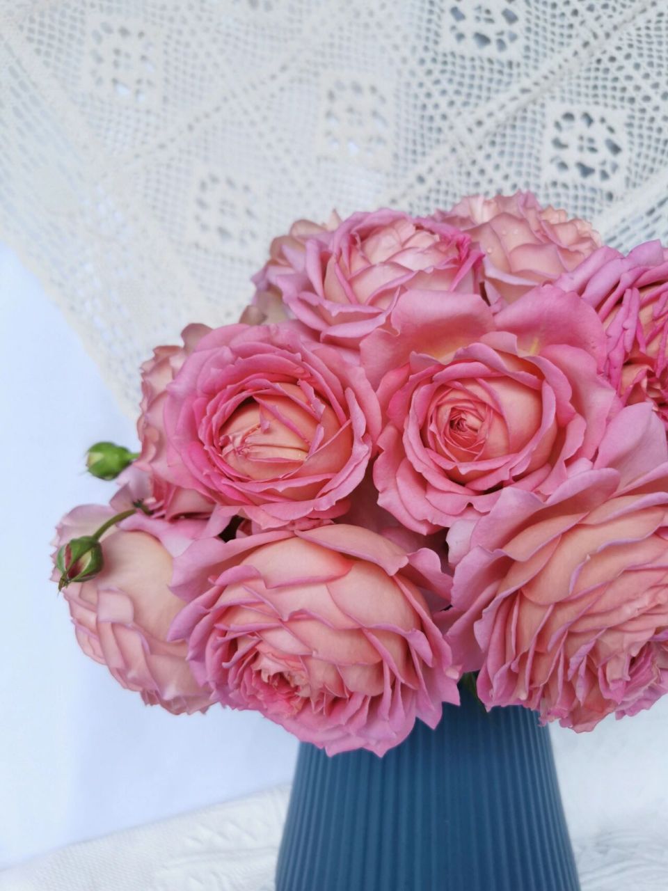 分享14款浓香型奥斯汀月季 总有你喜欢的 沃勒顿老庄园 浓香型月季,花