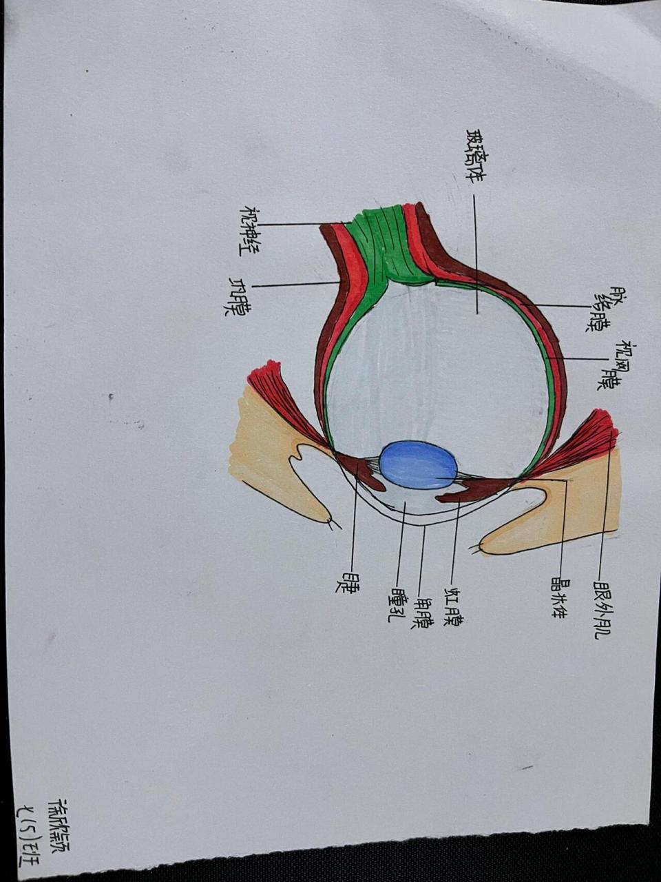 眼球的结构示意图简笔图片