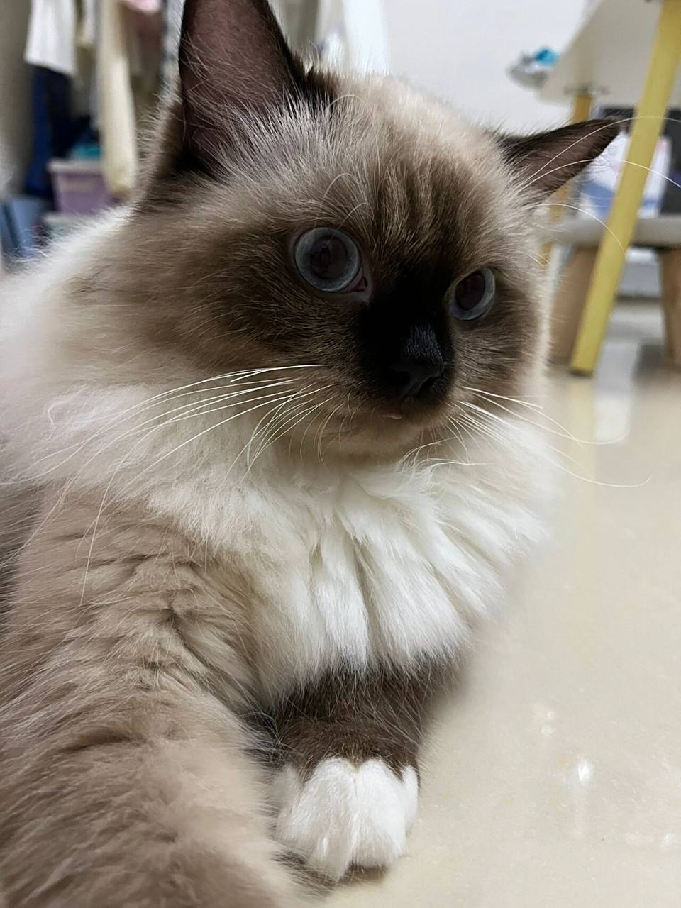 今天又被人说这是长毛暹罗猫?