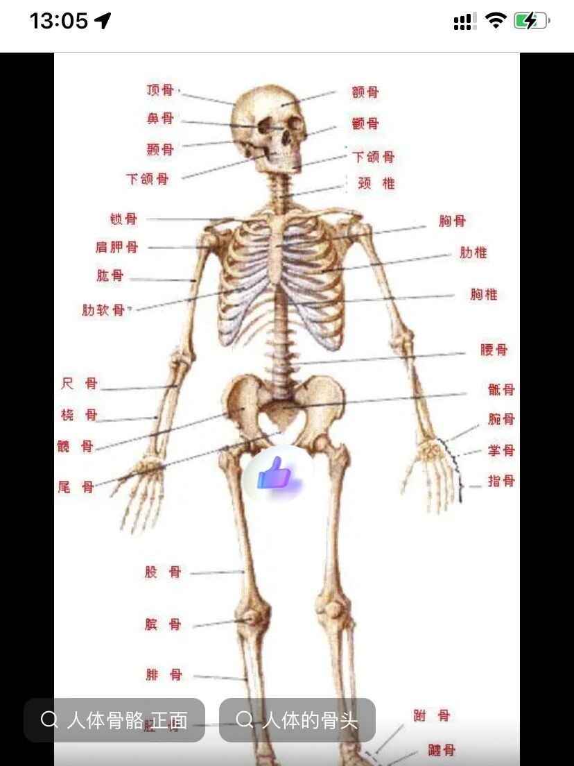 尾椎骨位置图图片