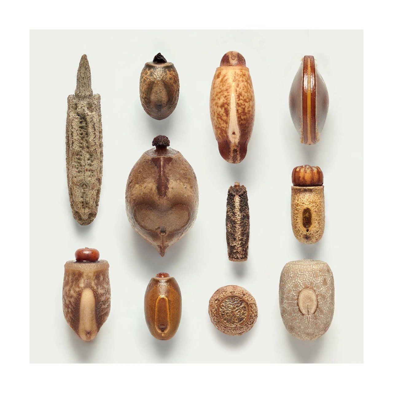 竹节虫卵 来自摄影师levon  biss拍摄的竹节虫卵高清照片,这些克里斯