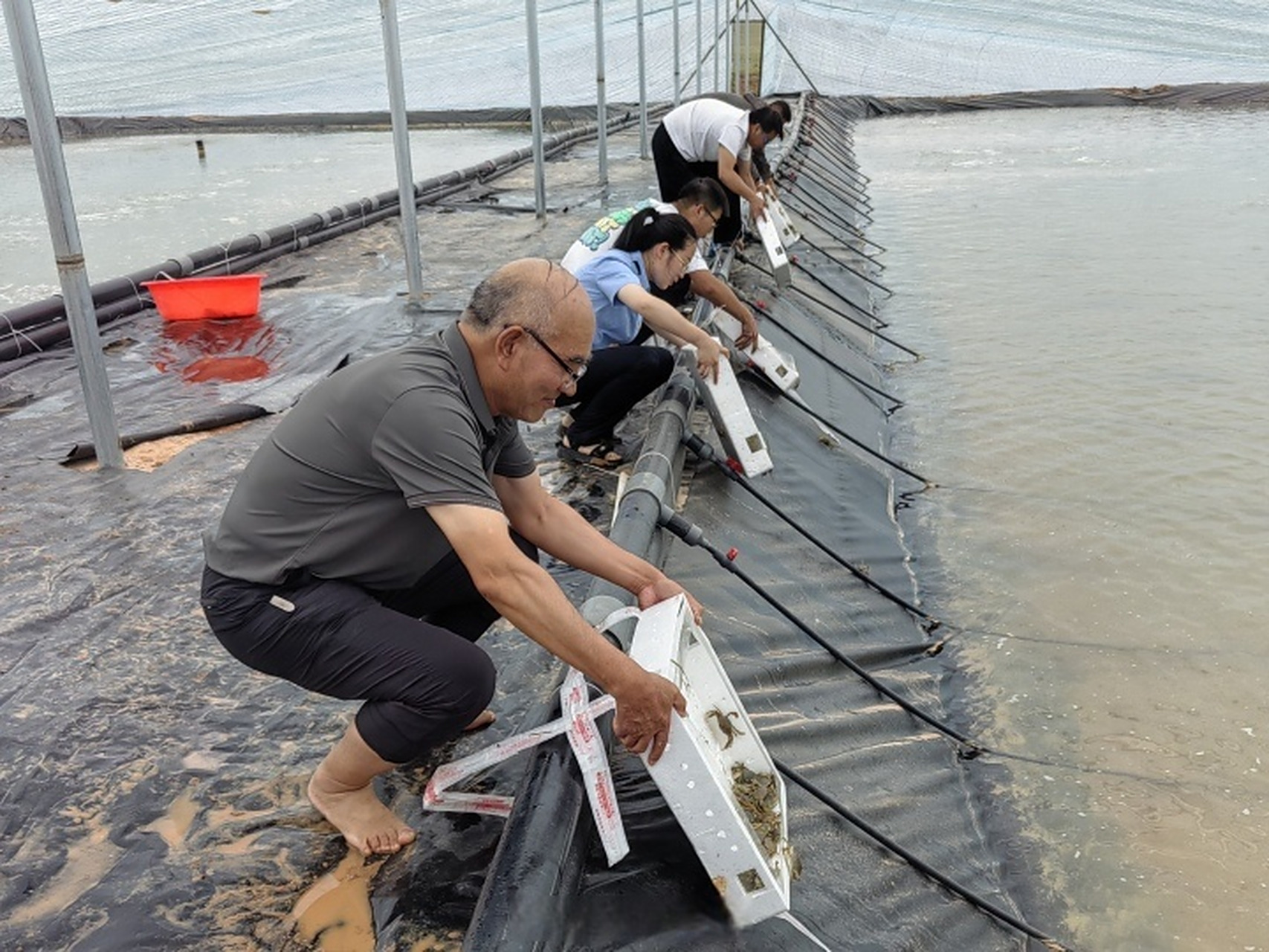 青蟹"横行"盐碱地,是来自于宁波大学水产养殖团队的科研成果