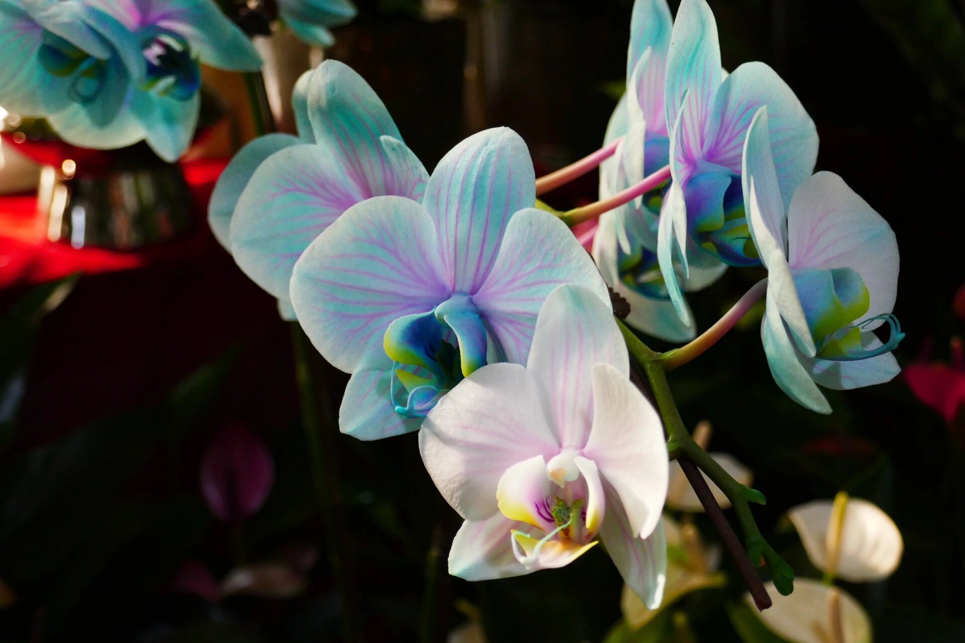 南京最大花鸟鱼虫市场99 七桥瓮花鸟鱼虫市场(原夫子庙花鸟市场)