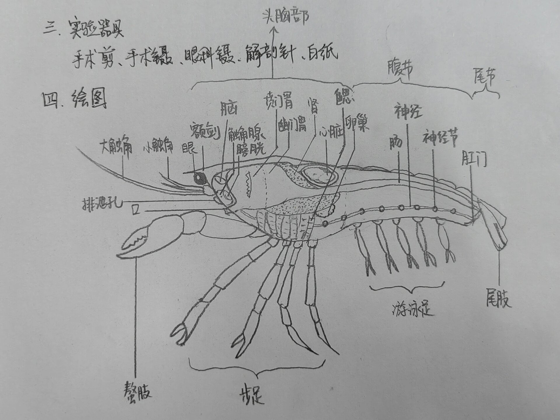 克氏原螯虾解剖结构图(雌)