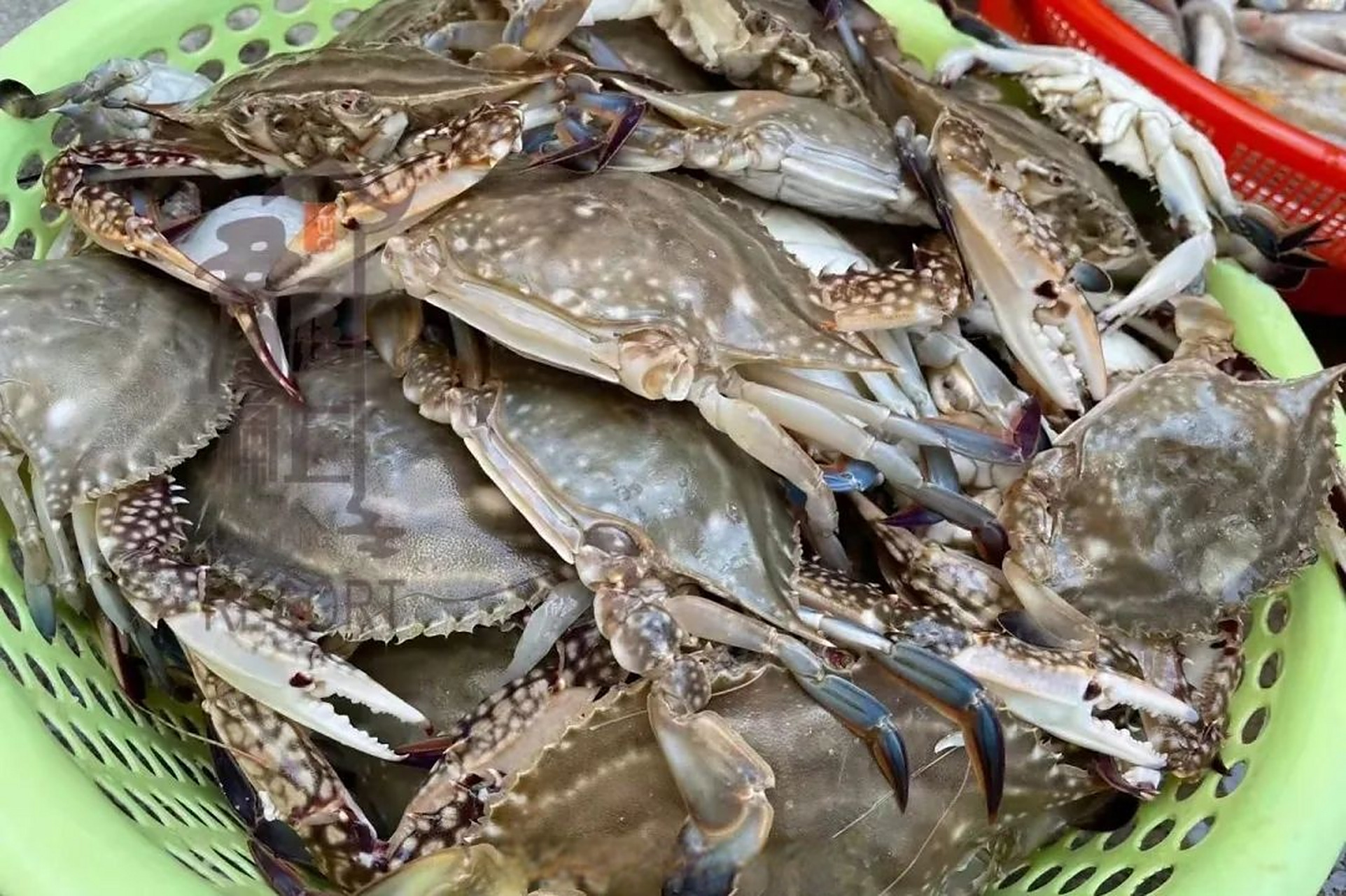 洞头"最海鲜"集散中心正式开业!