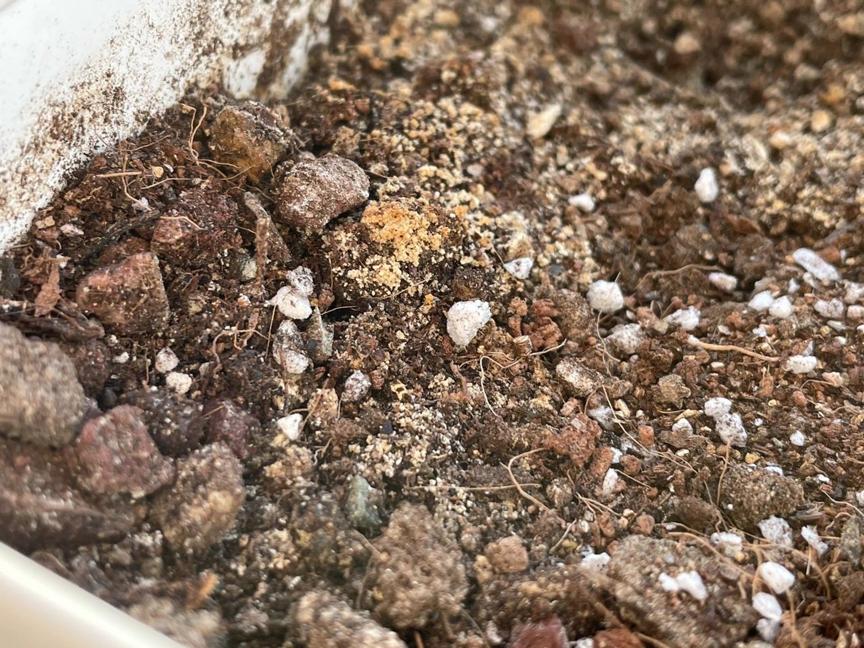 土面长黄点点是什么原因呢 种土豆的盆里先出现的