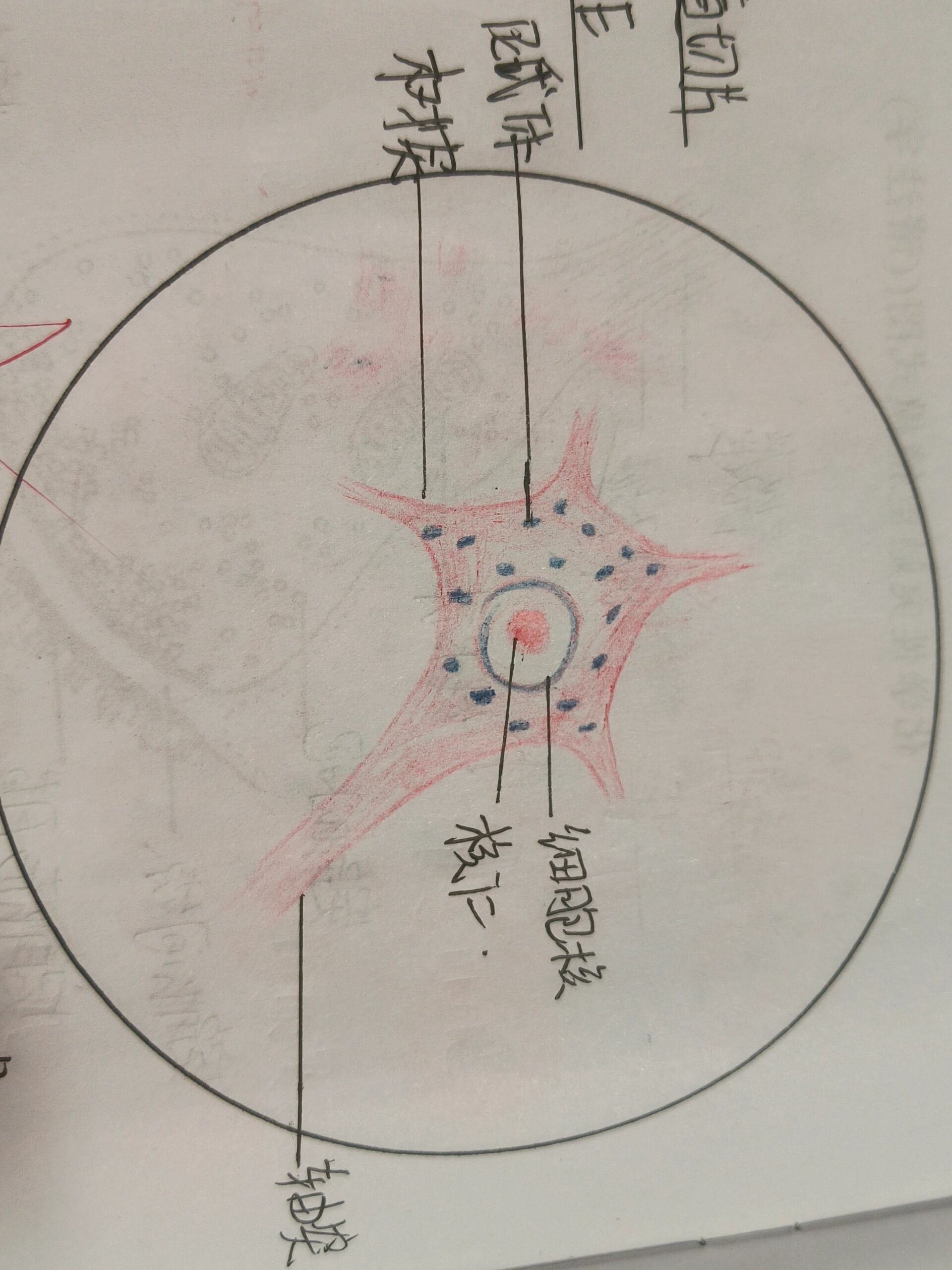 脊髓切片红蓝铅笔绘图  神经元