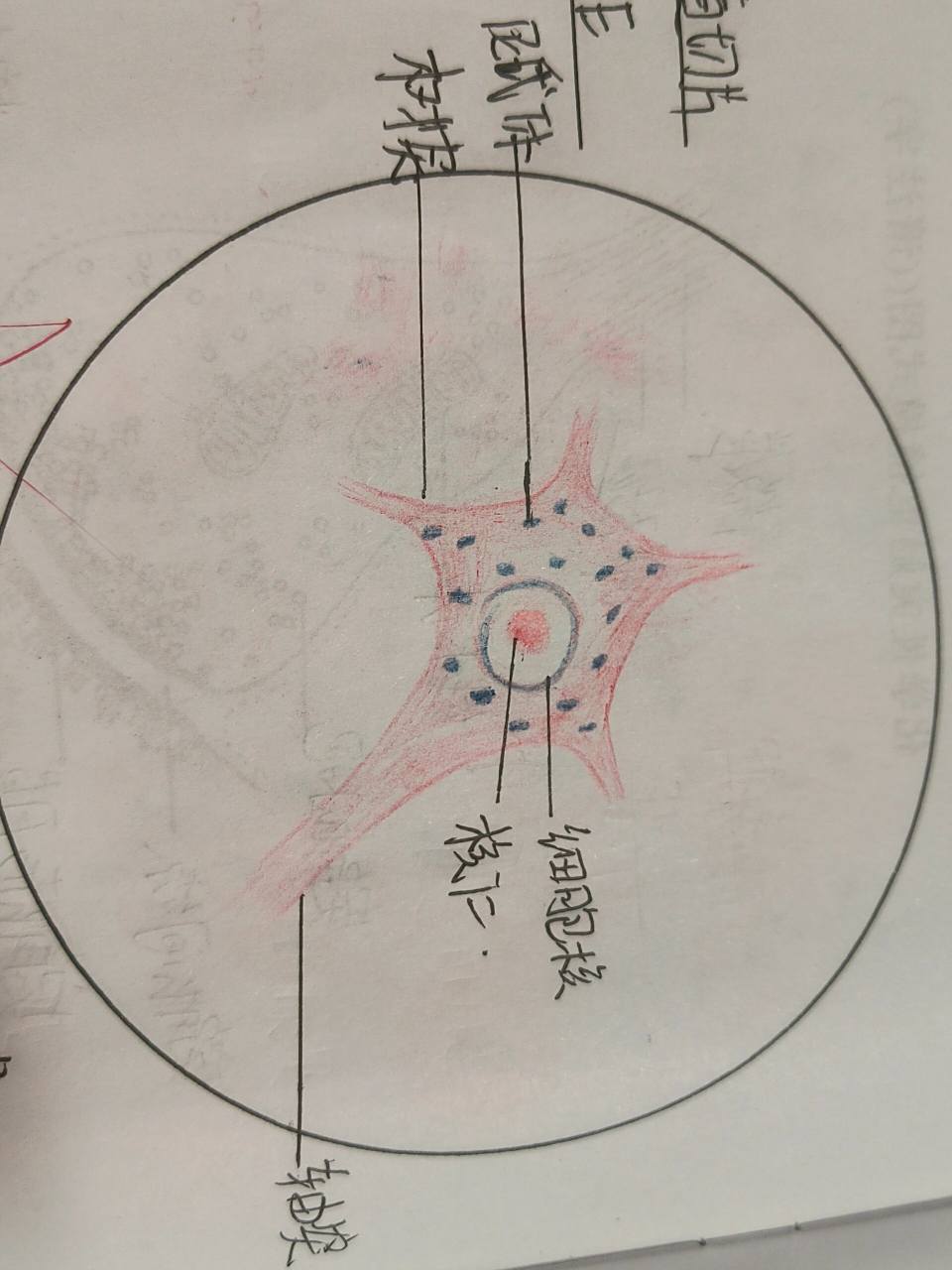 脊髓切片红蓝铅笔绘图 神经元