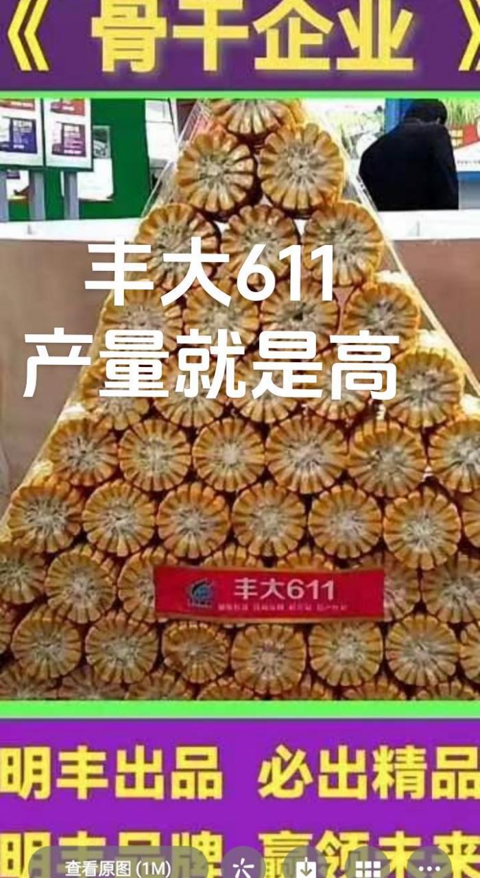 丰大611玉米种审定公告图片