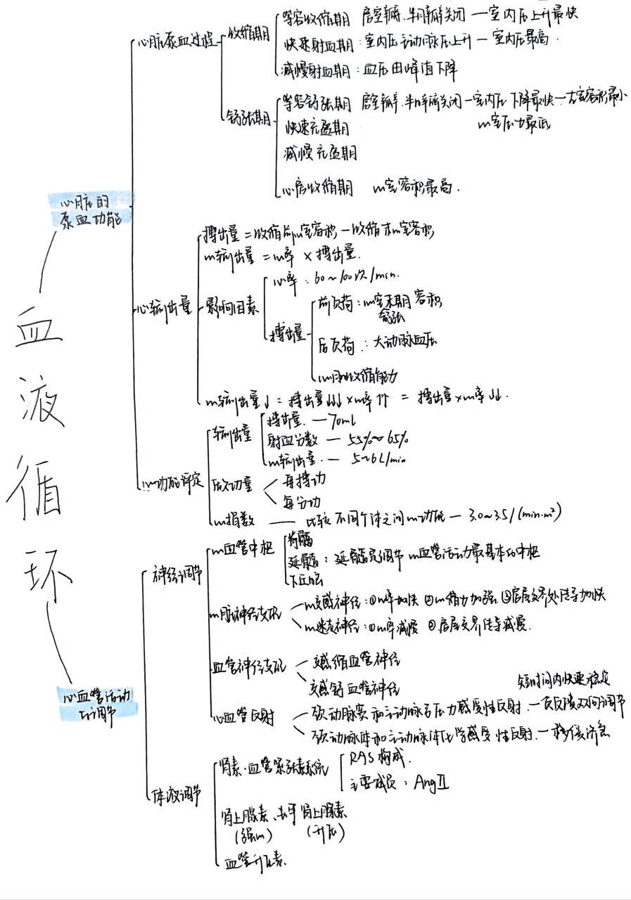 血液循环思维导图绘制图片