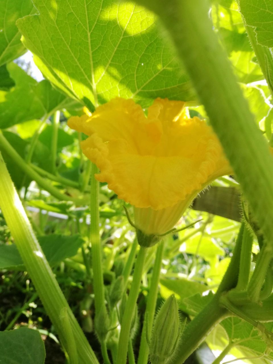 南瓜雌花雄花的分辩 放两张正在盛开的南瓜雌花,雄花以及授粉后的雌花
