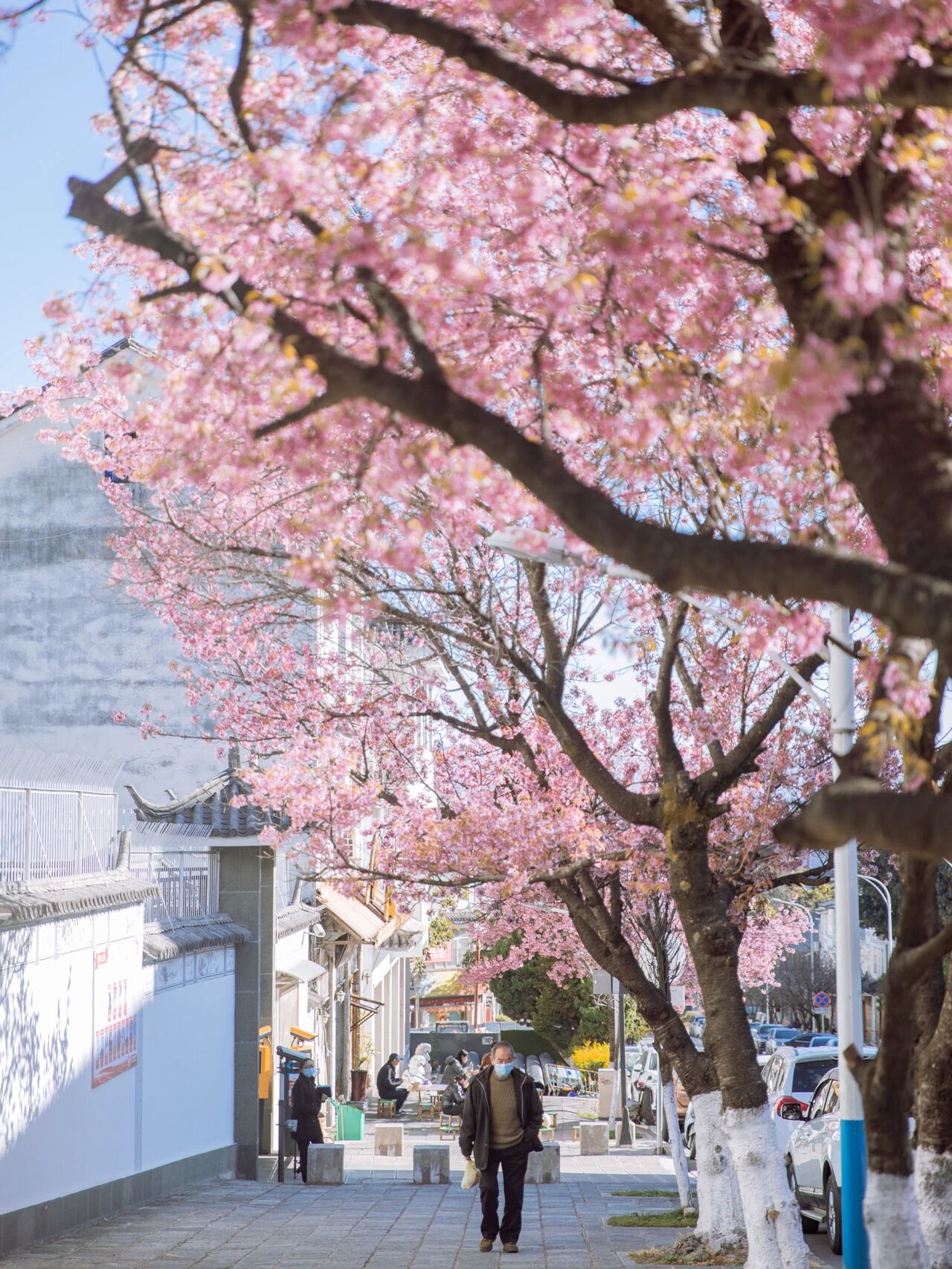 大理冬樱花正当时!