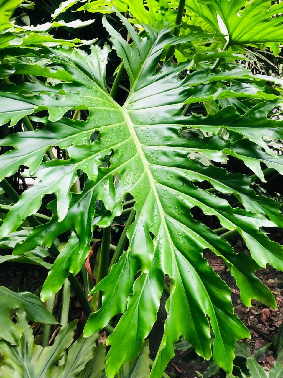 绿化带春羽,弄回去怎么养❓现场等你们支招 一直喜欢龙鳞春羽, 最近