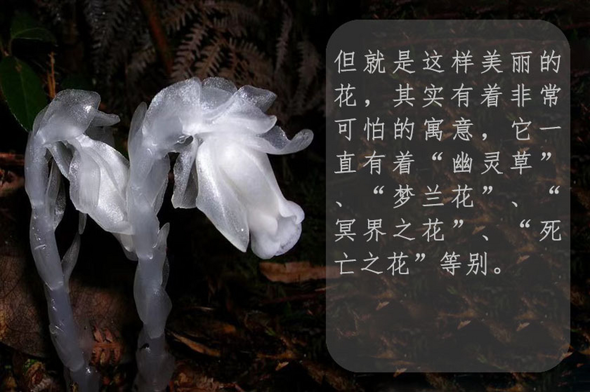 水晶兰 作为世界上花语最恐怖的花,水晶兰的这些恐怖花语其实是因为