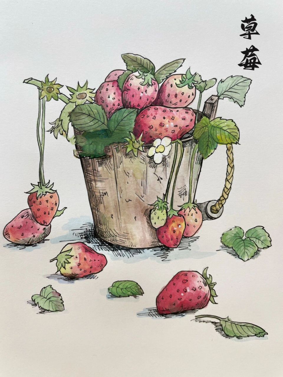 线描淡彩《草莓》 课件研发中…,一起"莓"烦恼吧