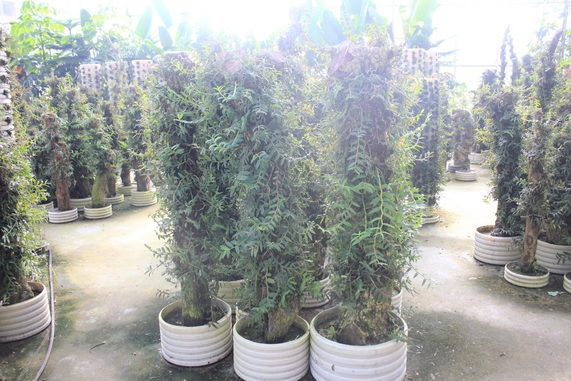 石斛家庭盆栽种植方法图片