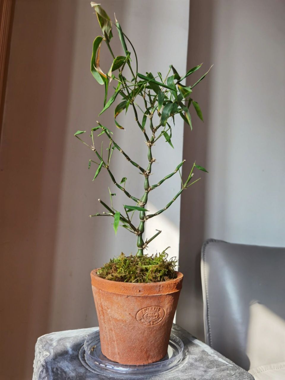 佛肚竹还算比较好养的植物,只要有水就行,就是不太会修剪,谁知道怎么