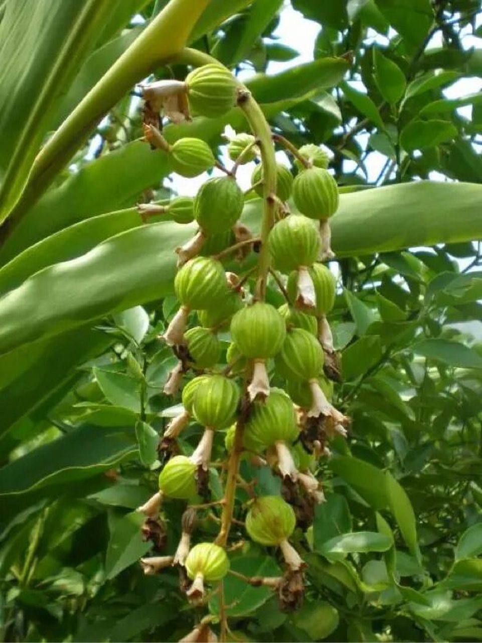 蜂蜜春砂仁功效与作用 砂仁泡蜂蜜的作用与功效 93需要浸泡40-60