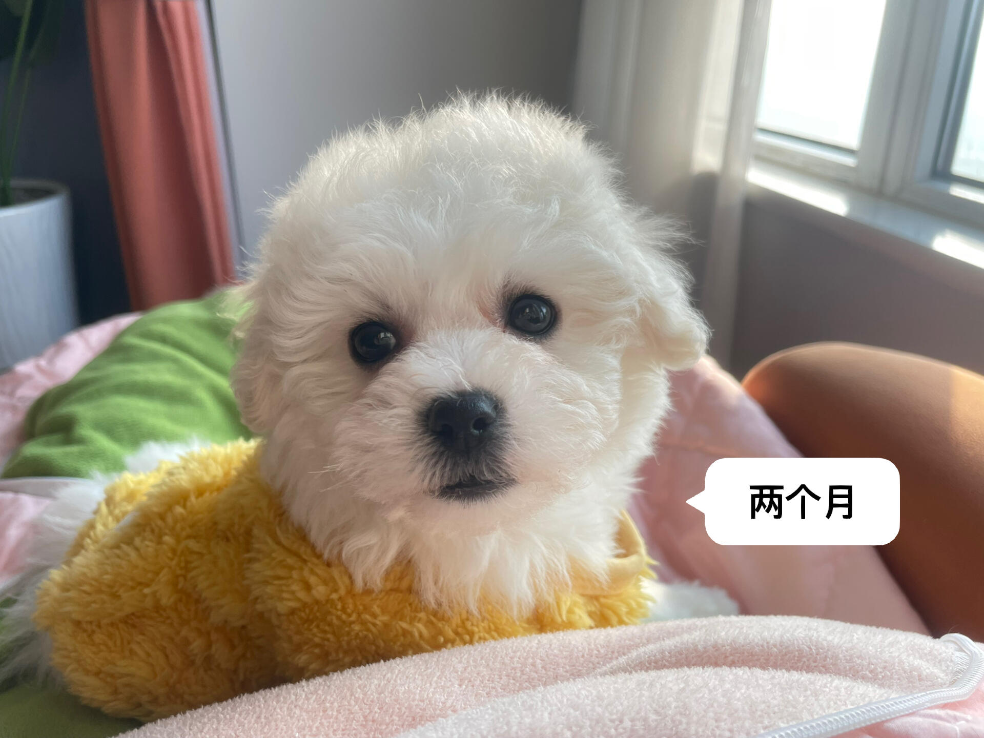 来看下比熊1-3个月的变化