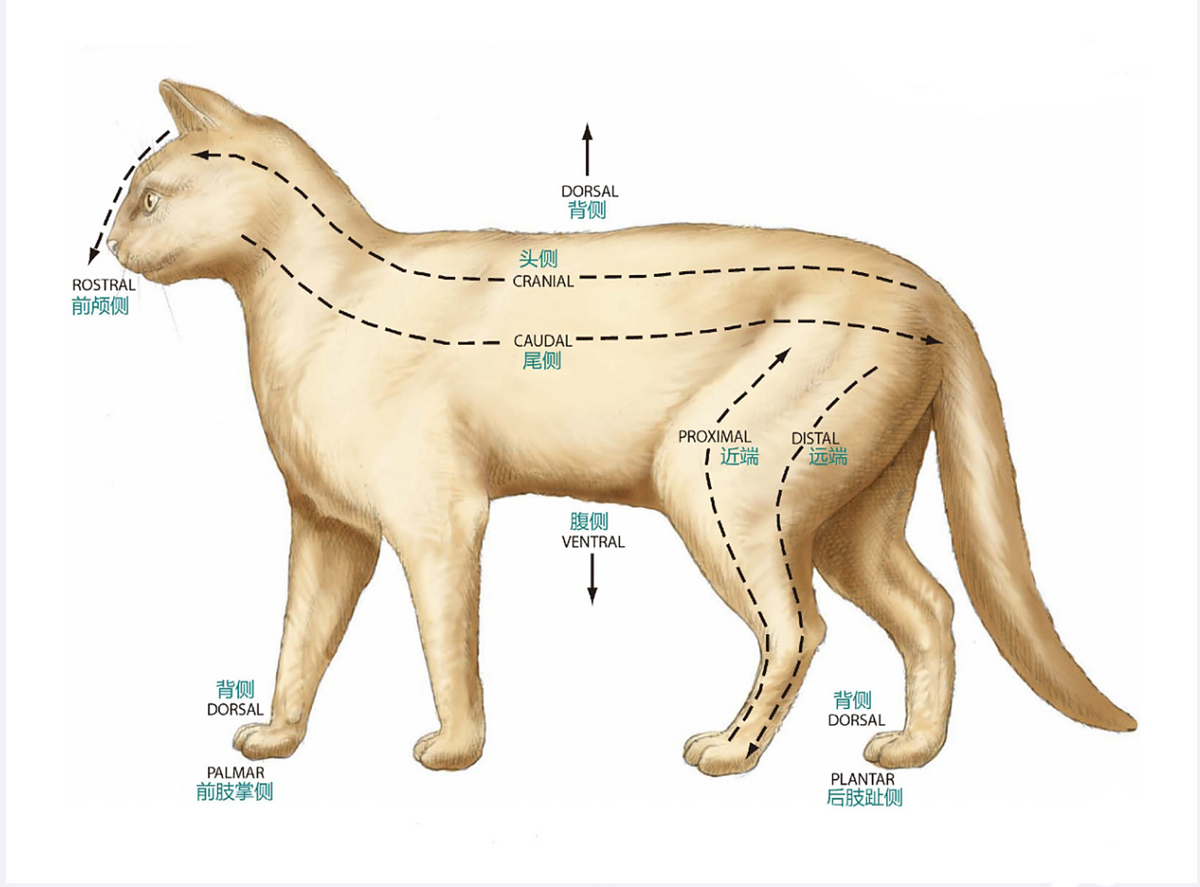 猫解剖图 猫解剖图