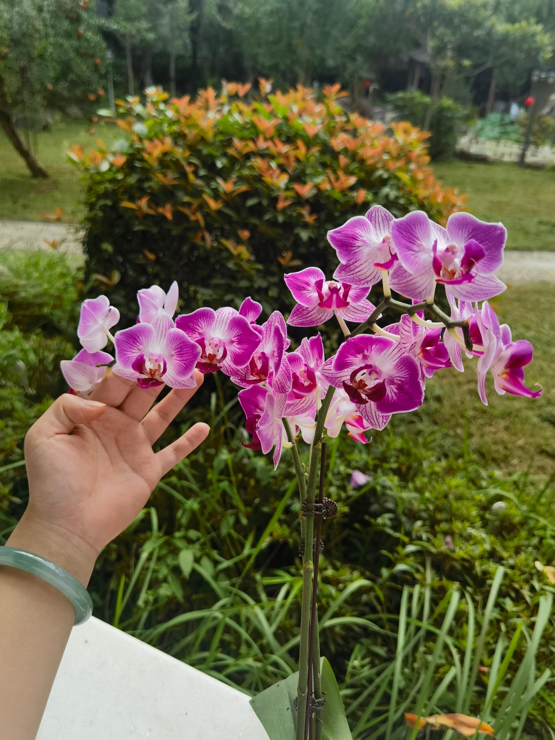 推荐几款能爆花的中小花型蝴蝶兰品种