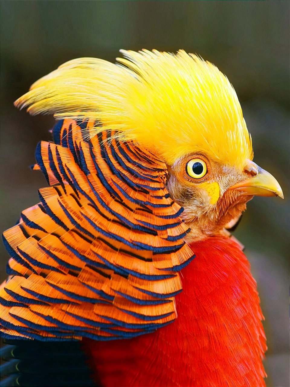 动物系列写生素材 | 封神近距热带鸟类发型