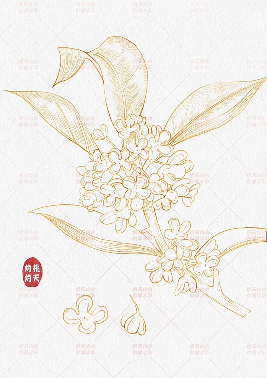 ipad零基础手绘花卉|新手教程|钢笔淡彩桂花  好久没有给大家更新了