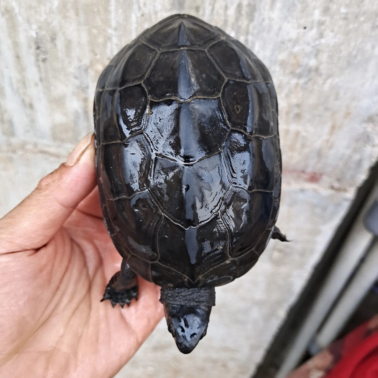 半斤左右碳墨龟特价188包邮