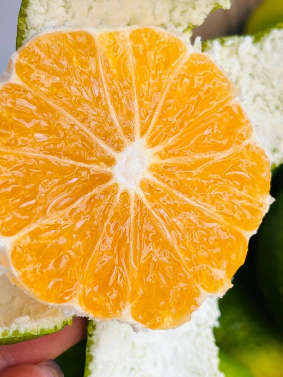 76 |外观8215821582158215 华宁无籽蜜桔果皮绿