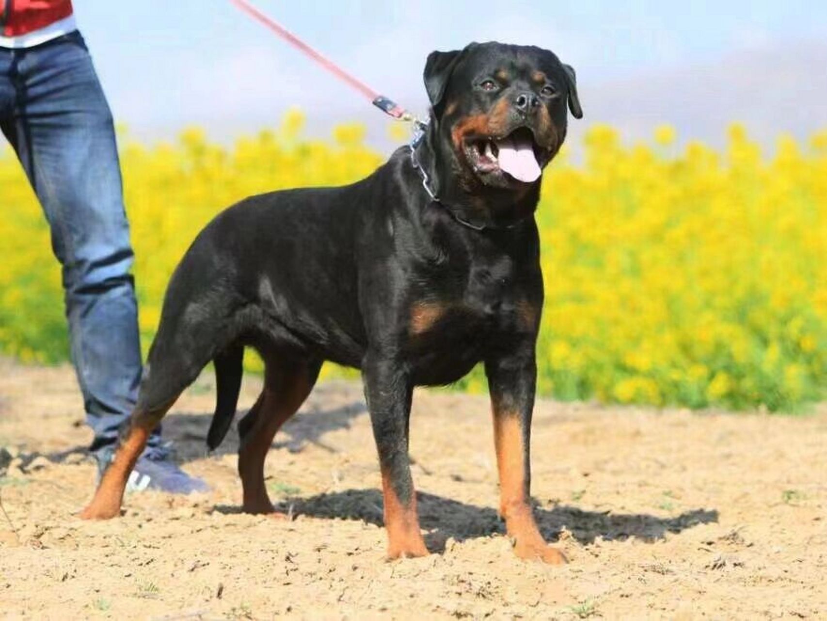 杜賓 卡斯羅 羅威納三選一養那種犬好呢 要是大家大家會怎樣選擇呢