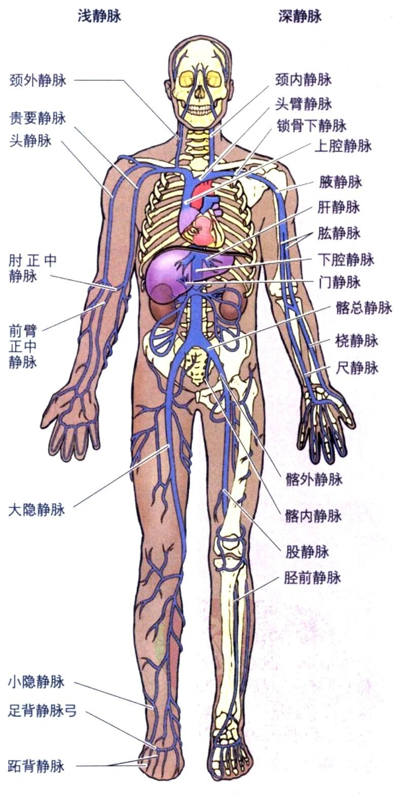 血液流动图示意图图片