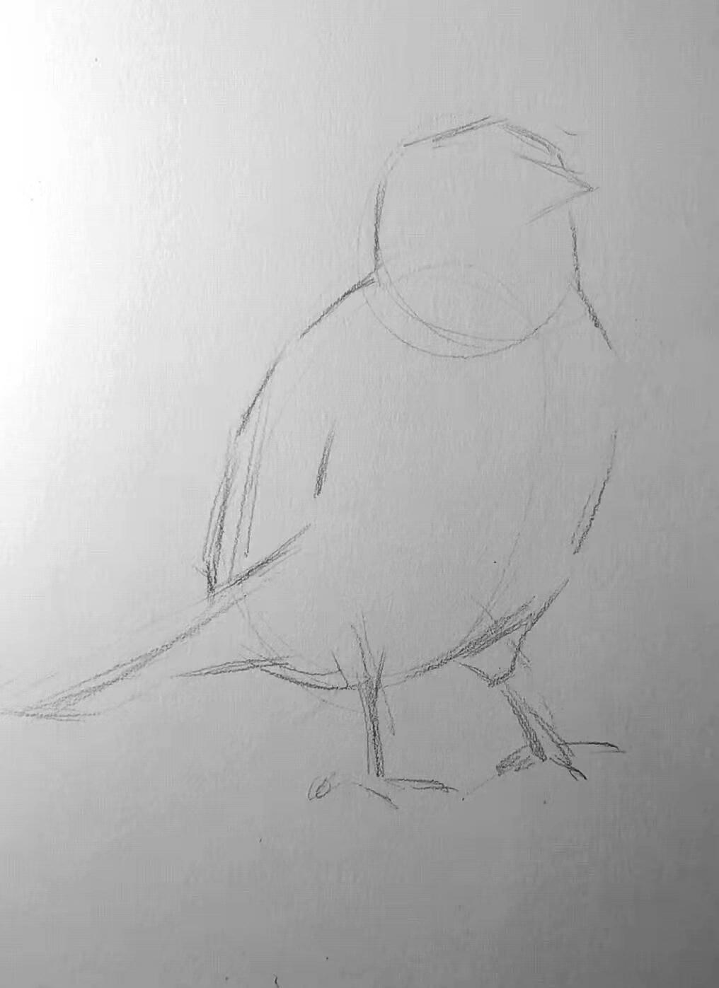 素描小小小小鸟步骤详解图