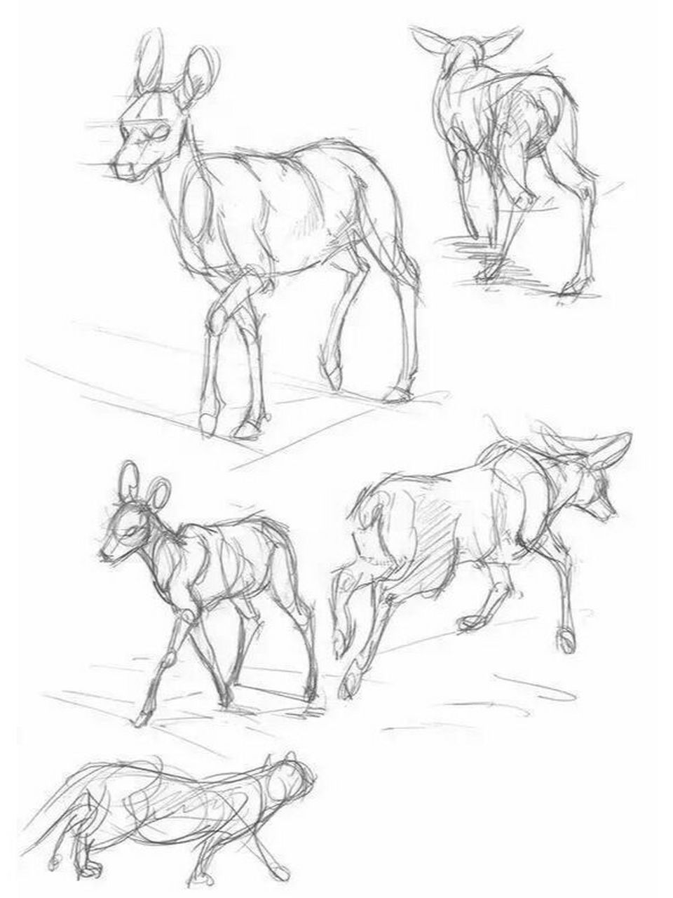 美术干货| 鹿的画法