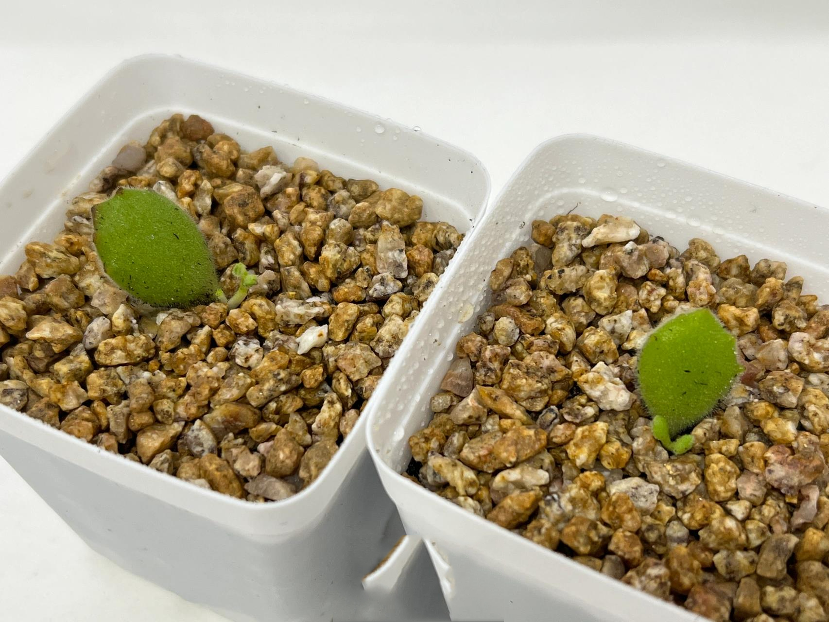 91多肉日记 | 96熊童子单叶扦插出芽啦 一个多月前 帮家里最大棵